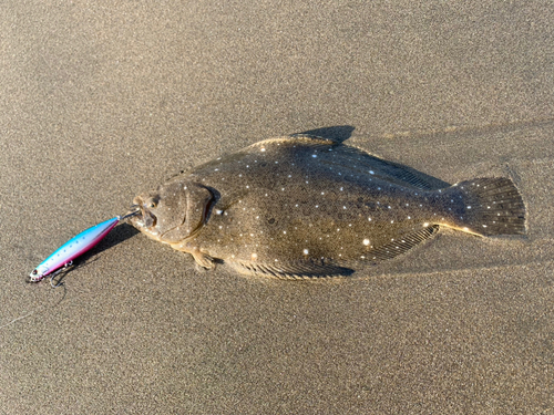 ソゲの釣果