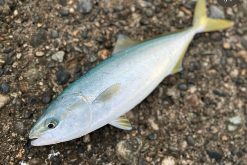 ワカシの釣果