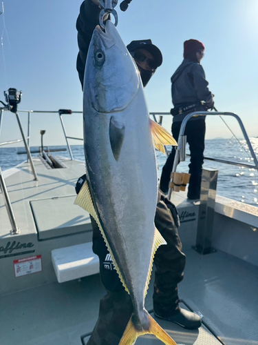 ブリの釣果