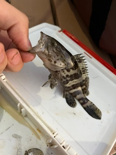 チャイロマルハタの釣果