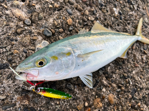 ワカシの釣果