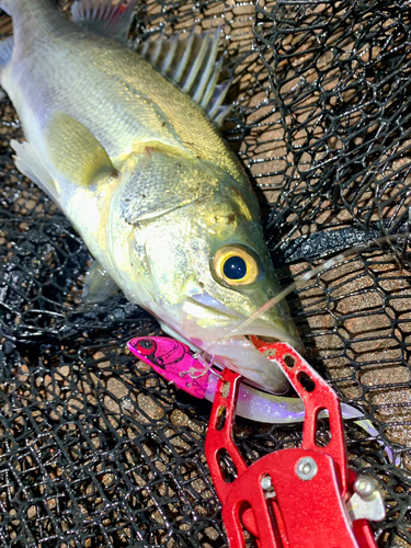 シーバスの釣果