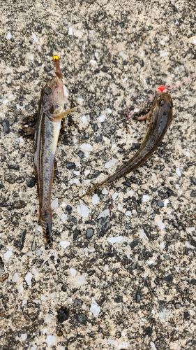 マハゼの釣果