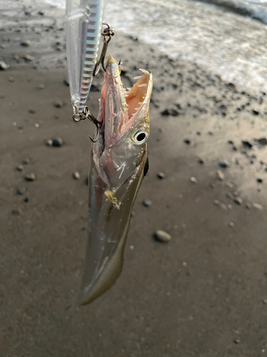 タチウオの釣果