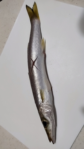 カマスの釣果