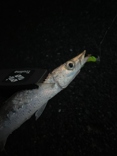 釣果