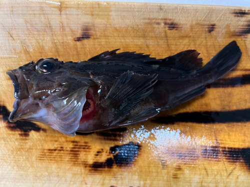 クロソイの釣果