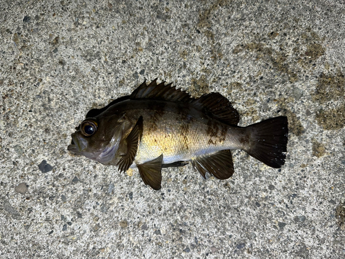 シロメバルの釣果