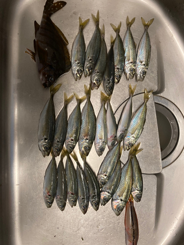 アジの釣果