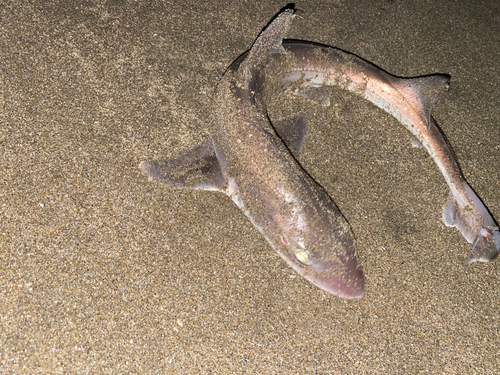 ドチザメの釣果