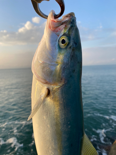 イナダの釣果