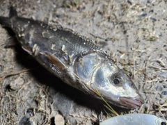 ウグイの釣果