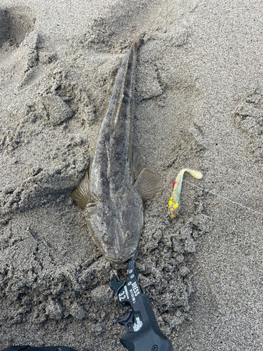 マゴチの釣果