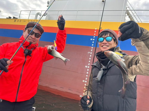 シーバスの釣果