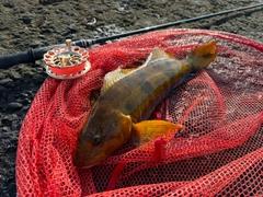 アイナメの釣果