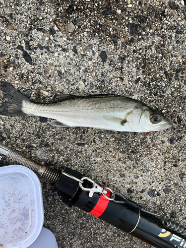 セイゴ（マルスズキ）の釣果