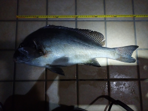 コロダイの釣果