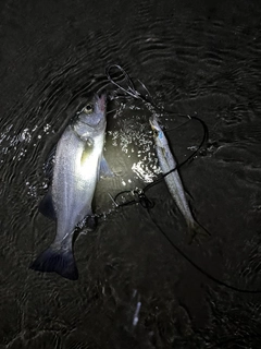 ヒラスズキの釣果