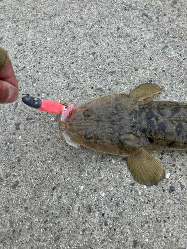 マゴチの釣果