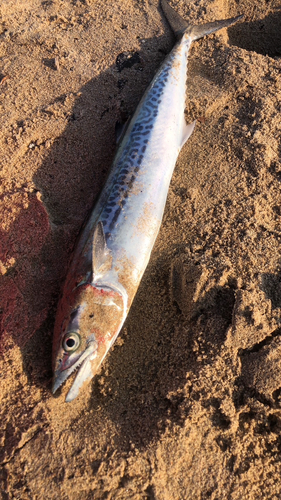 サゴシの釣果