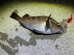 エゾメバルの釣果