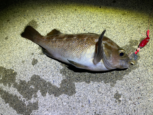 エゾメバルの釣果