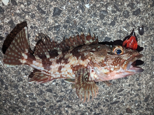 カサゴの釣果