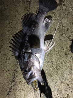 クロソイの釣果