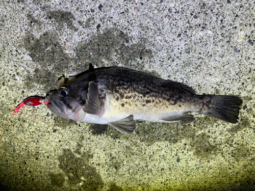 クロソイの釣果