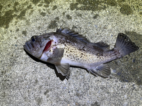 クロソイの釣果