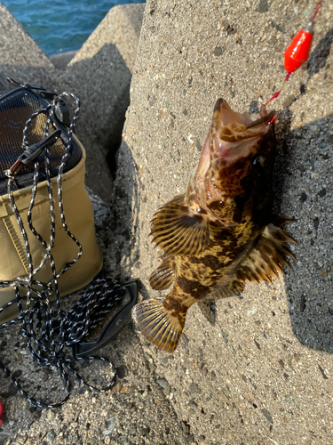 タケノコメバルの釣果