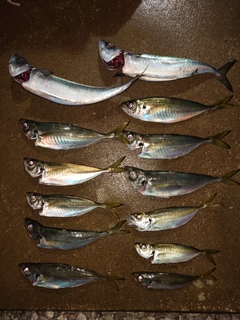 アジの釣果