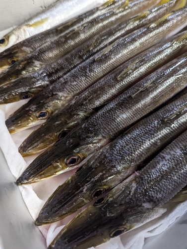 アカカマスの釣果