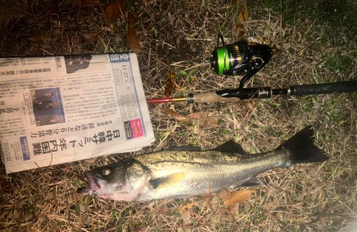 セイゴ（マルスズキ）の釣果