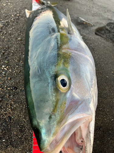 ワラサの釣果