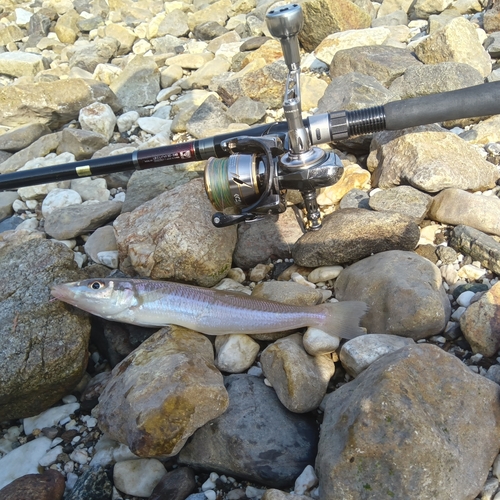 キスの釣果