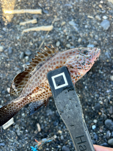 オオモンハタの釣果