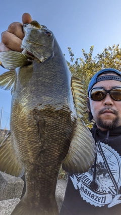 スモールマウスバスの釣果