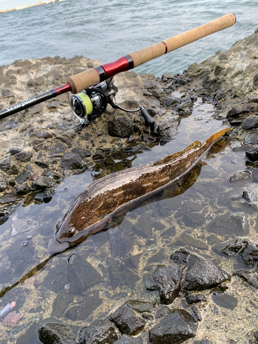 アイナメの釣果