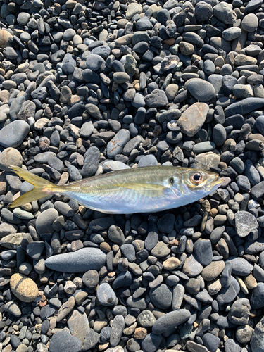 マアジの釣果