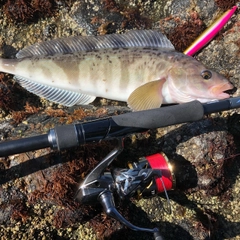 ホッケの釣果