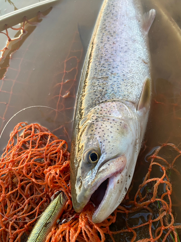 イトウの釣果