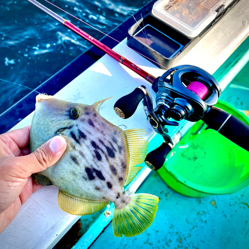 カワハギの釣果