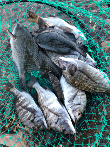 クロダイの釣果