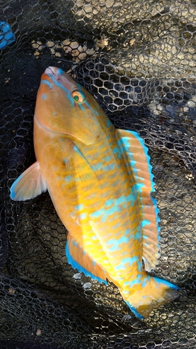 ヒブダイの釣果