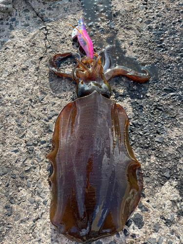 アオリイカの釣果