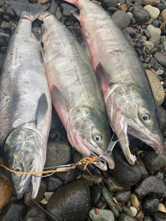 アキアジの釣果