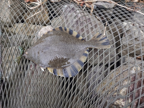 ヌマガレイの釣果