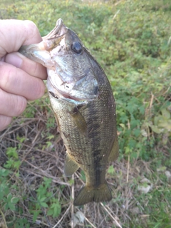 ラージマウスバスの釣果