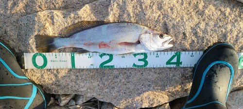 オオニベの釣果